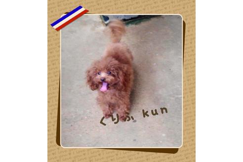 販売中のトイプードルの親犬