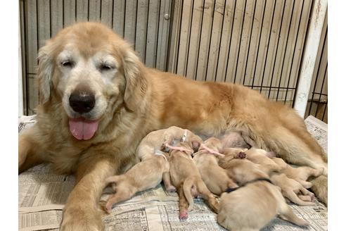販売中のゴールデンレトリーバーの親犬