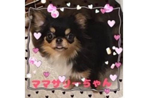 販売中のチワワ(ロングコート)の親犬