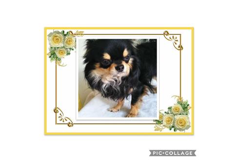 販売中のチワワ(ロングコート)の親犬