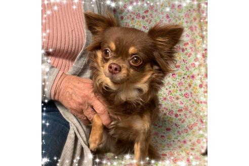 販売中のチワワ(ロングコート)の親犬