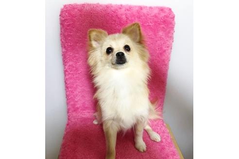 販売中のポメチワ:ポメラニアン×チワワの親犬
