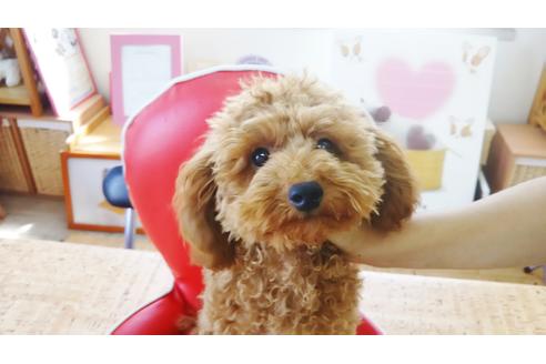 販売中のマルプー:マルチーズ×トイプードルの親犬