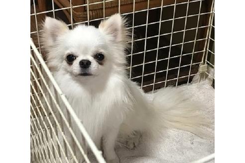 販売中のチワワ(ロングコート)の親犬