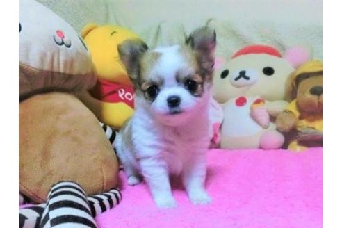 埼玉県のロングコートチワワ 女の子 2020 03 18生まれ 激カワの特選