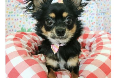 販売中のチワプー:チワワ×トイプードルの親犬