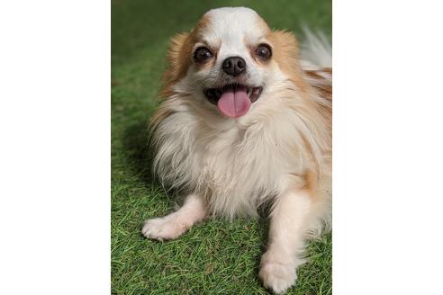 販売中のチワワ(ロングコート)の親犬