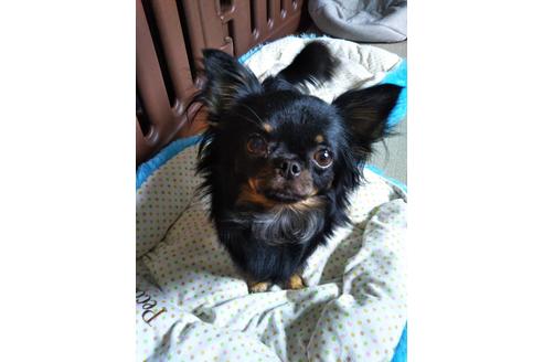 販売中のチワワ(ロングコート)の親犬