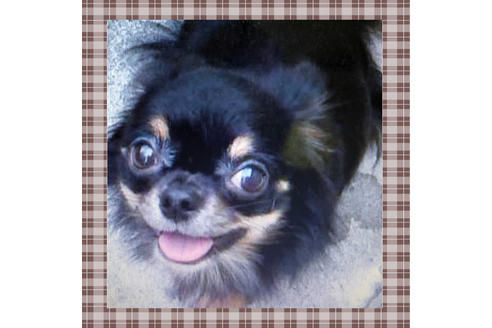 販売中のチワプー:チワワ×トイプードルの親犬