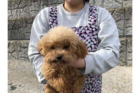 販売中のトイプードルの親犬