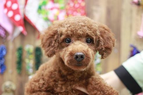 販売中のトイプードルの親犬