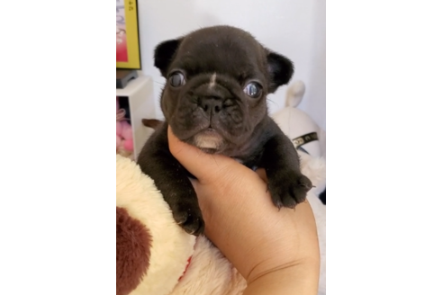 香川県でフレンチブルドッグの子犬を探す ブリーダーナビ