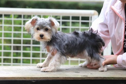 販売中のヨークシャーテリアの親犬