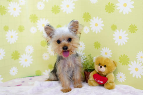 販売中のヨークシャーテリアの親犬