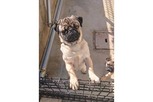 販売中のパグの親犬