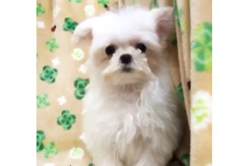 茨城県のマルチーズ 男の子 02 29生まれ イケメンになる予感 子犬id ブリーダーナビ