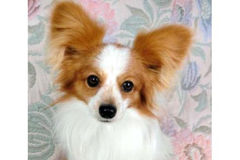 販売中のパピヨンの親犬