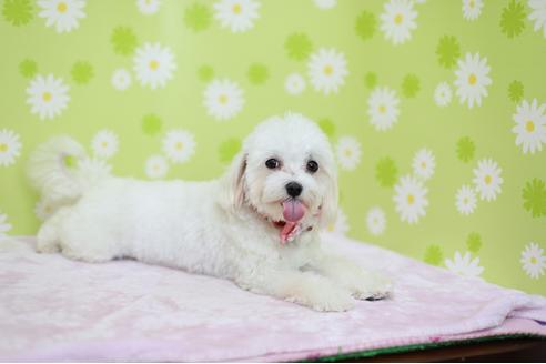 販売中のマルチーズの親犬
