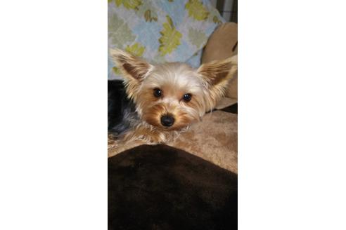 販売中のヨークシャーテリアの親犬