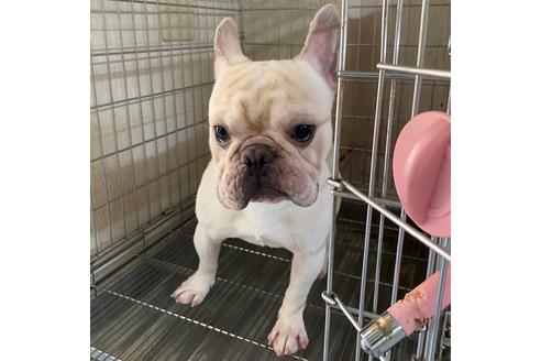 販売中のフレンチブルドッグの親犬