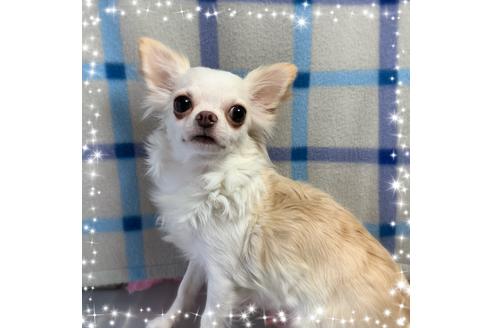 販売中のチワワ(ロングコート)の親犬