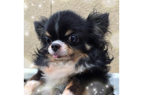 販売中のチワワ(ロングコート)の親犬