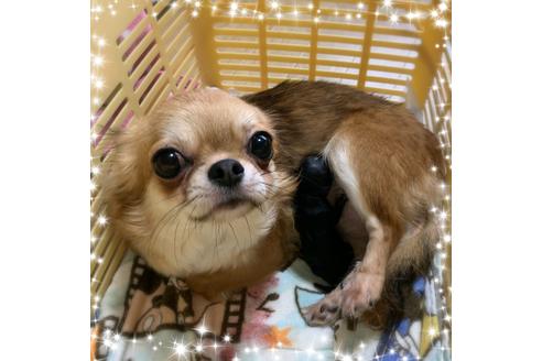 販売中のチワワ(ロングコート)の親犬