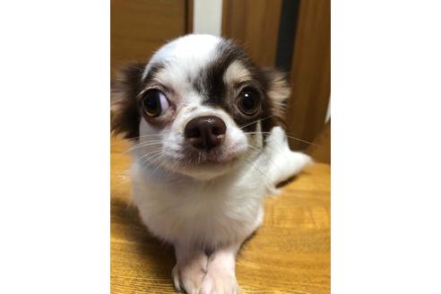 販売中のチワワ(ロングコート)の親犬
