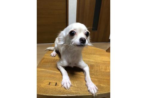 販売中のチワワ(ロングコート)の親犬