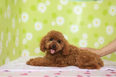 販売中のティーカッププードルの親犬