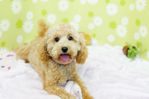 販売中のティーカッププードルの親犬