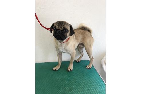 販売中のパグの親犬