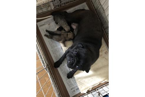 販売中のパグの親犬