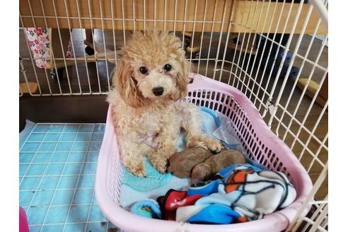 販売中のタイニープードルの親犬