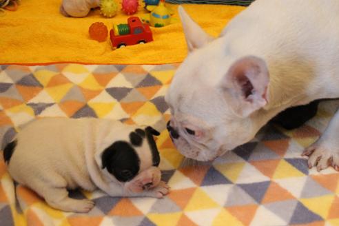 販売中のフレンチブルドッグの親犬