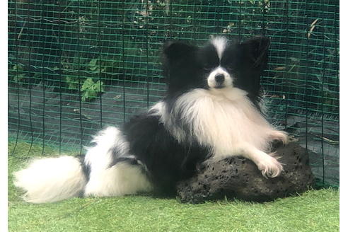 販売中のパピヨンの親犬