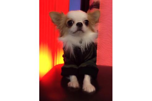 販売中のチワワ(ロングコート)の親犬