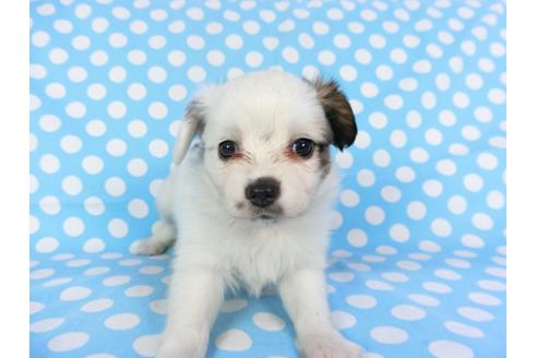 格安な千葉県の子犬を探す ブリーダーナビ