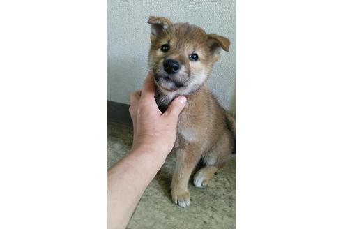 宮崎県で柴犬の子犬を探す ブリーダーナビ