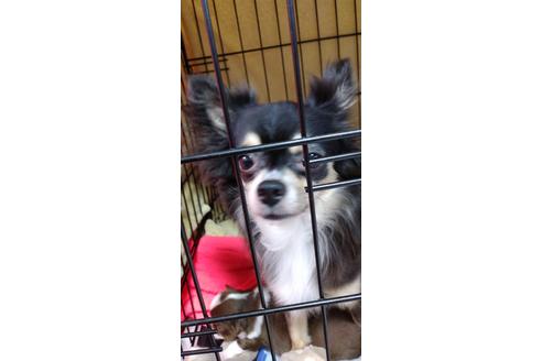 販売中のチワワ(ロングコート)の親犬