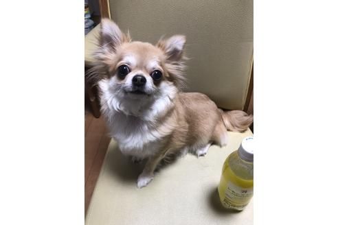 販売中のチワワ(ロングコート)の親犬