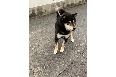 販売中の柴犬の親犬