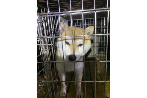 販売中の柴犬の親犬