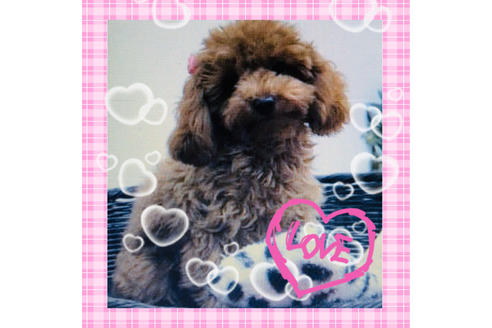 販売中のマルプー:マルチーズ×トイプードルの親犬