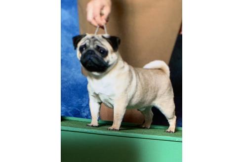 販売中のパグの親犬