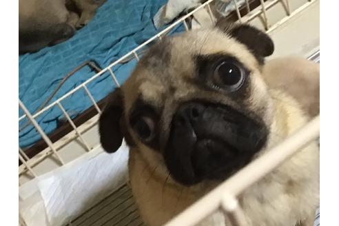 販売中のパグの親犬