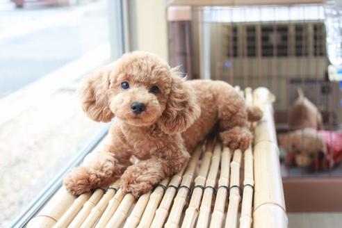 販売中のトイプードルの親犬