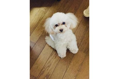 販売中のトイプードルの親犬