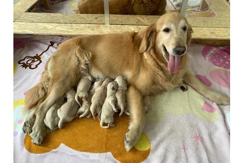 販売中のゴールデンレトリーバーの親犬