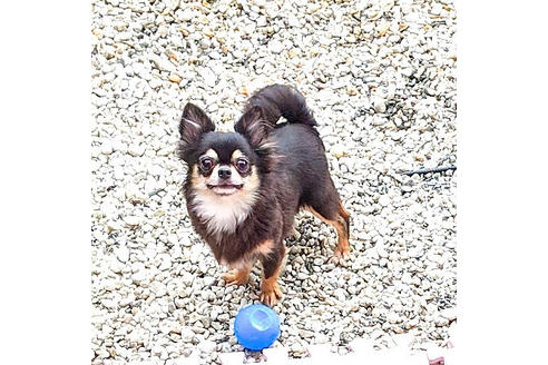 販売中のチワワ(ロングコート)の親犬